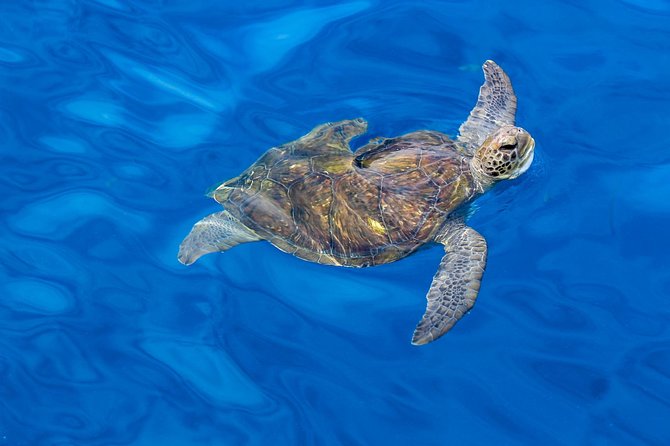 3 Hours All Inclusive Whale and Dolphin Whatching Yacht Trip - Swimming, snorkeling, and paddle boarding