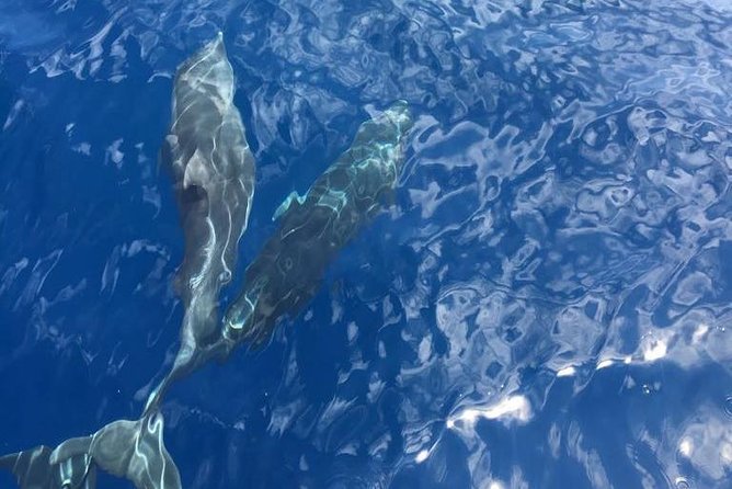 Appreciate the Amalfi coast on a luxury yacht! - Li Galli, the first coastal pause