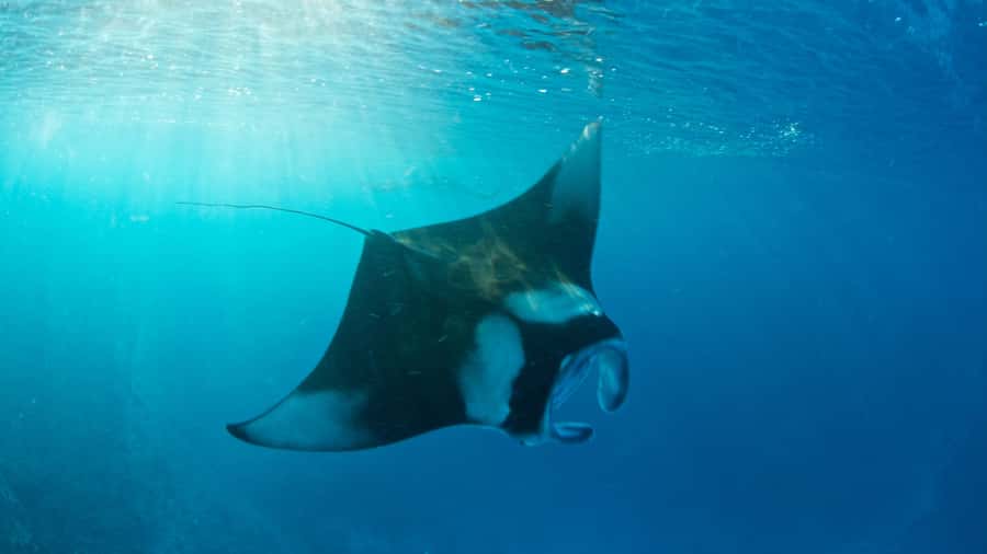 Bali: Private Yacht Snorkel at Manta Point & 2 Spots Penida - Key points to know before booking