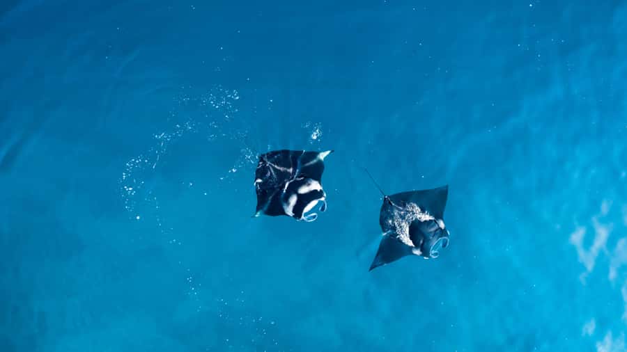 Bali: Private Yacht Snorkel at Manta Point & 2 Spots Penida - Time on deck between swims