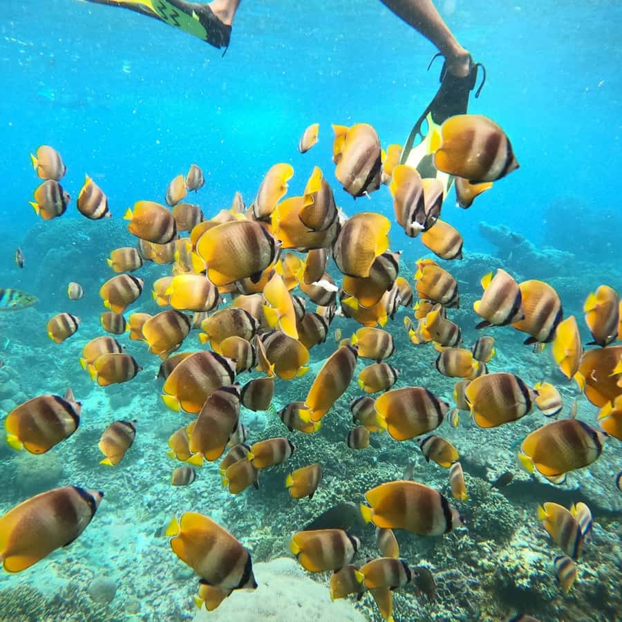Bali: Private Yacht Snorkel at Manta Point & 2 Spots Penida - Who will enjoy this yacht trip most