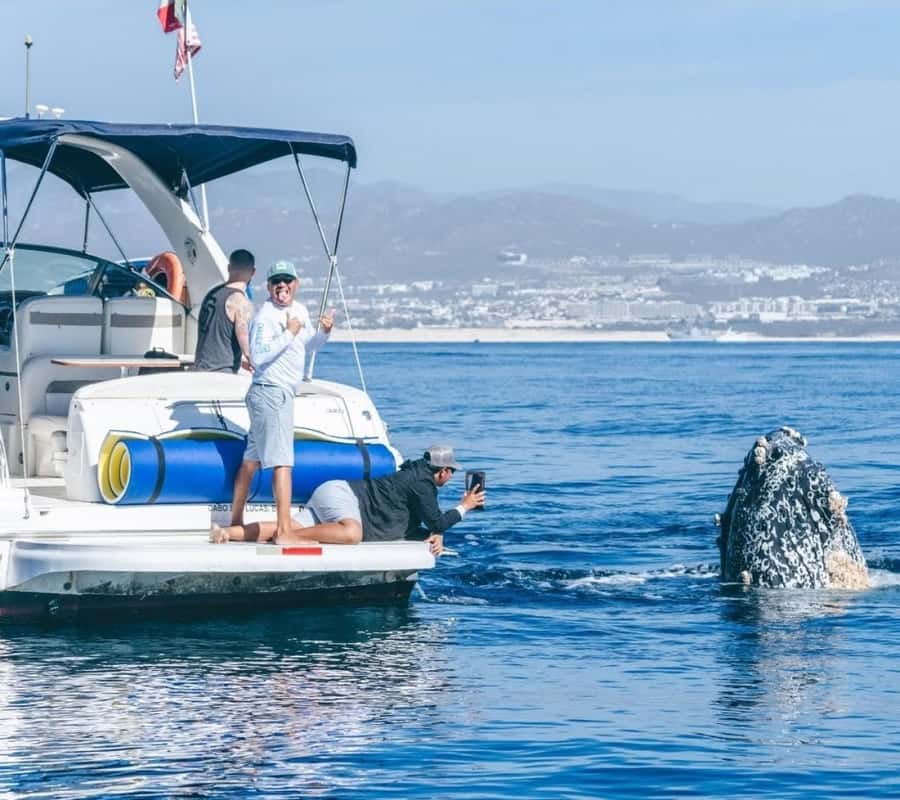 Cabo: Private Yacht Tour, Water Activities, Lunch & Drinks - Snorkeling, swimming, and the choice to do very little