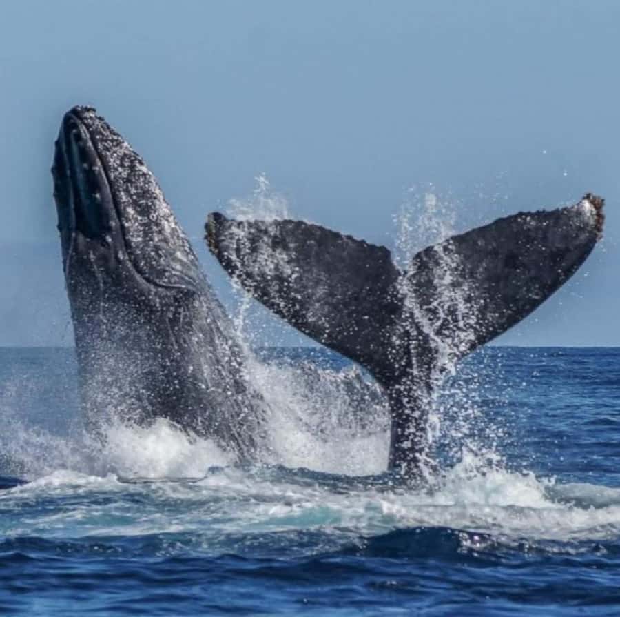 Cabo: Private Yacht Tour, Water Activities, Lunch & Drinks - How the price compares with the experience