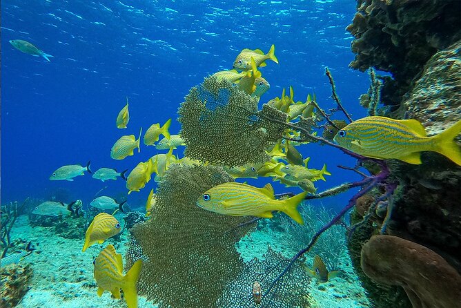 Cozumel Private Yacht and Snorkel with Lunch and Open Bar Onboard - Weather, cancellation, and physical comfort