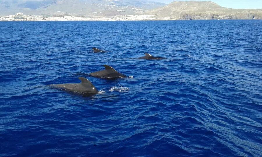 Discover whales in Tenerife: exclusive yacht tour with swim and lunch - What lunch is like on a moving yacht
