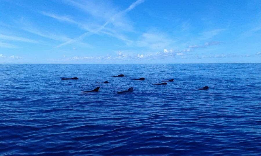 Discover whales in Tenerife: exclusive yacht tour with swim and lunch - FAQ
