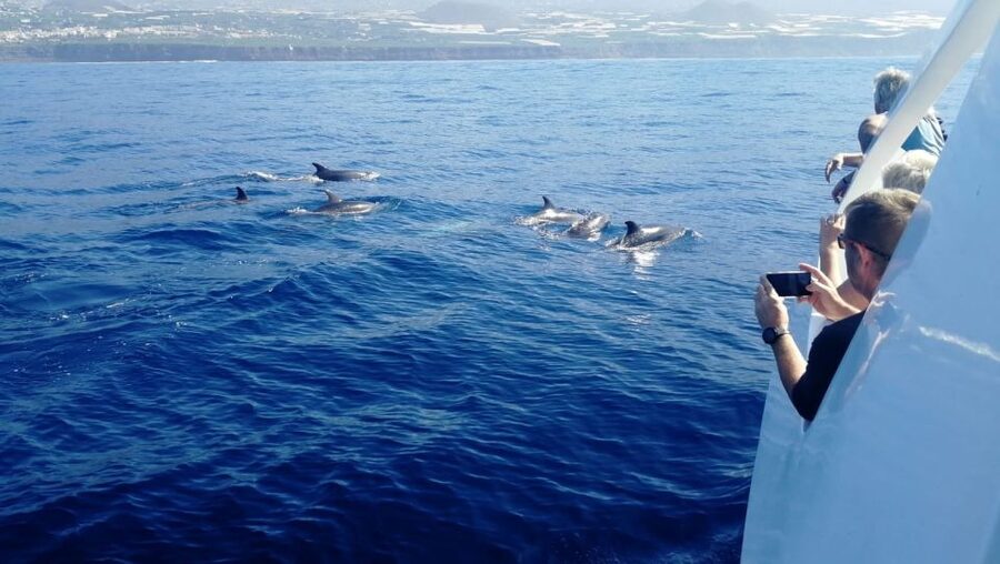 From Tazacorte: Discover the Northwest Coast by Speedy Yacht - Key points at a glance