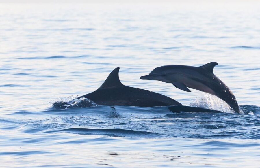Fuengirola : 2 hours LUXURY Yacht Dolphin Trip DRINKS SNACKS - The dolphin search and the honest expectation