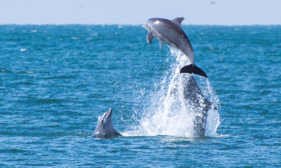 Fuengirola : 2 hours LUXURY Yacht Dolphin Trip DRINKS SNACKS - Drinks, snacks, and the swimming stairs