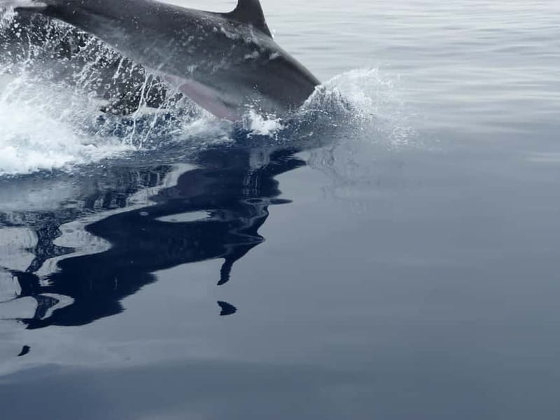 Fuengirola : 2 hours LUXURY Yacht Dolphin Trip DRINKS SNACKS - What the luxury yacht adds
