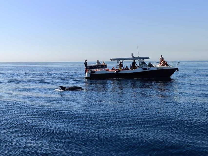 Fuengirola: Fantastic Dolphin Watching Yacht Tour with Drink - What the $41 price really buys you