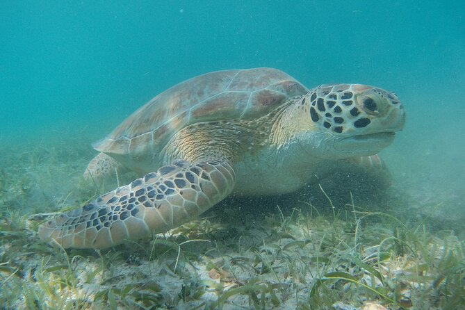 Full Day Private Charter, Snorkel St. John (12 guests, 55’ yacht) - Honeymoon Beach: lunch with a beach view