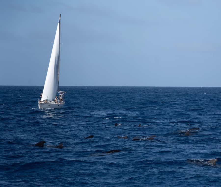 Half-Day Sailing Yacht Adventure in Sal Island - 3 hours - What the three hours actually look like