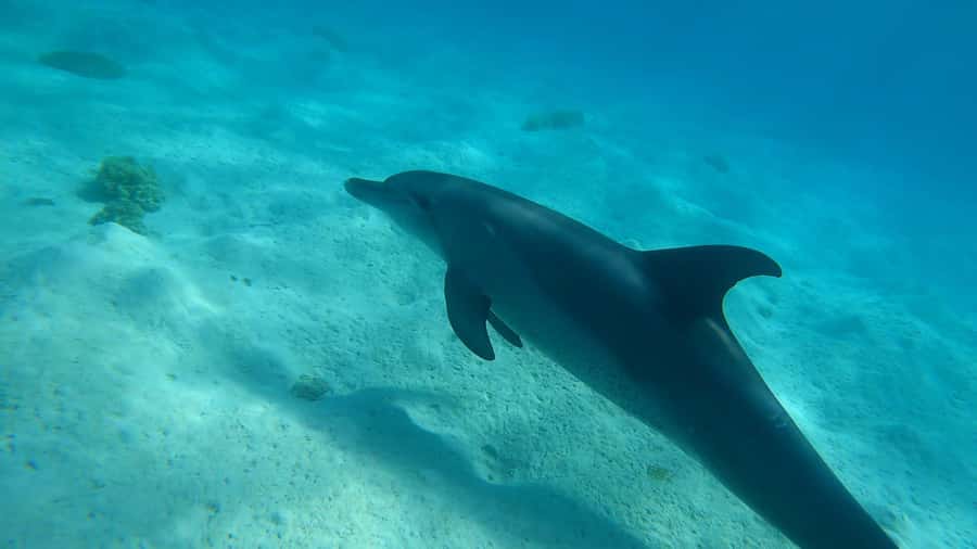 Hurghada: 3 Islands, Dolphins & Snorkel Yacht Trip w/ Lunch - A full Red Sea day from hotel pickup to sunset