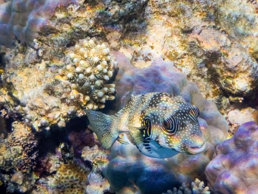 Hurghada: 3 Islands, Dolphins & Snorkel Yacht Trip w/ Lunch - Magawish is the most flexible final stop