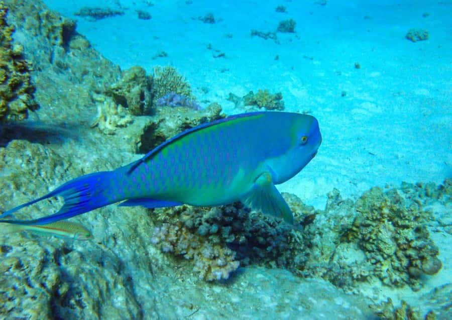 Hurghada: 3 Islands, Dolphins & Snorkel Yacht Trip w/ Lunch - Weather can change the whole feel of the trip