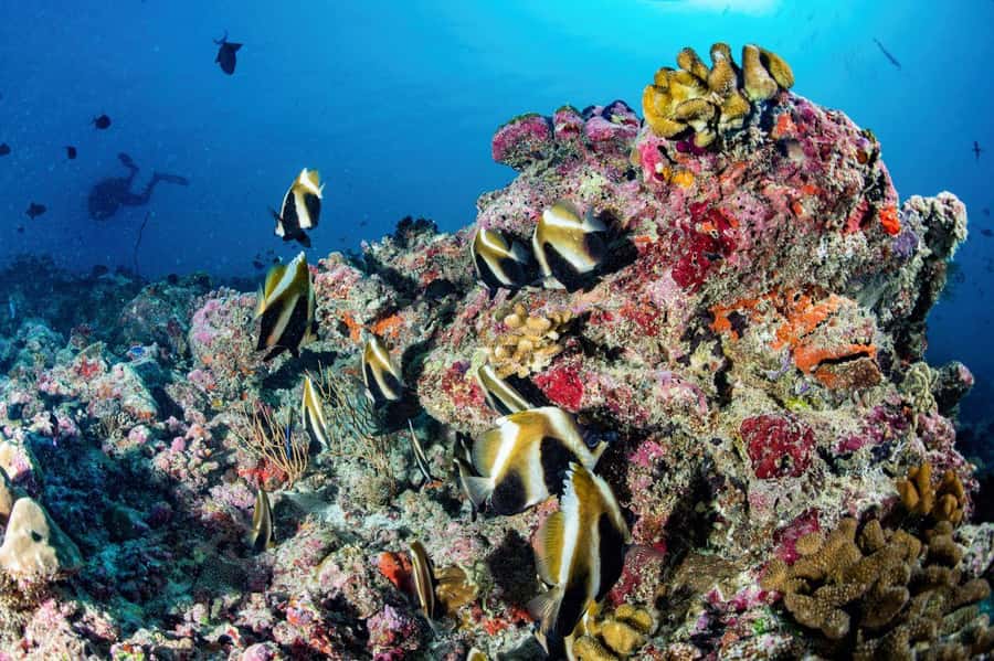 Hurghada: 3 Islands, Dolphins & Snorkel Yacht Trip w/ Lunch - Is $47 good value for a full day?