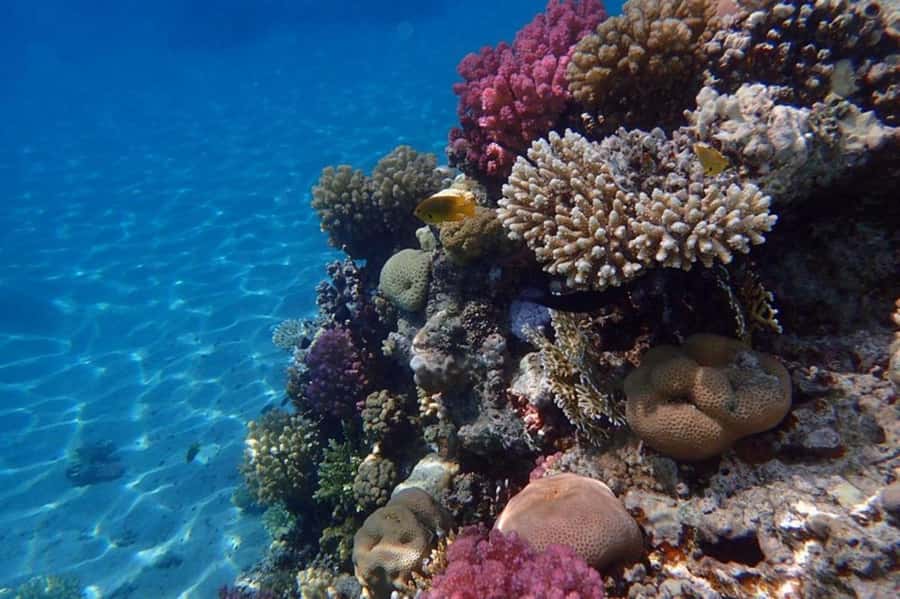 Hurghada: Luxury Private Yacht with Optional Lunch & Drinks - Should you book this private yacht trip?