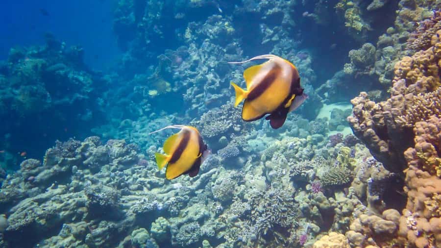 Hurghada: Yacht Trip Dolphin Watching W Lunch & Multi Option - Key points to know before you book