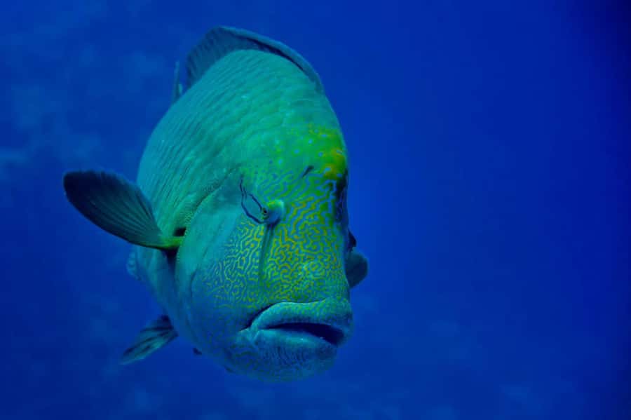 Hurghada: Yacht Trip Dolphin Watching W Lunch & Multi Option - Choosing Orange Bay, Magawish Island, or more swimming