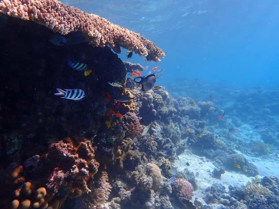 Hurghada: Yacht trip To Magawish island w Snorkeling & Lunch - Quick facts about the Magawish yacht trip