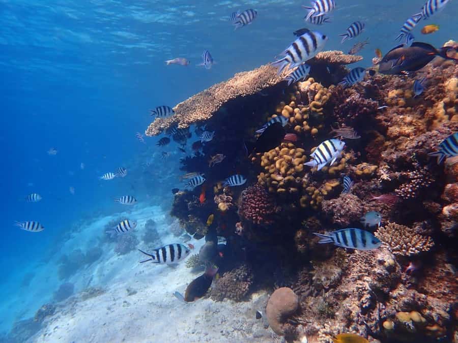 Hurghada: Yacht trip To Magawish island w Snorkeling & Lunch - Why this Red Sea day works so well