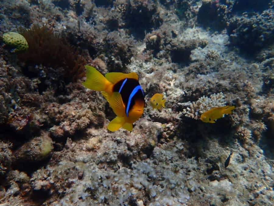 Hurghada: Yacht trip To Magawish island w Snorkeling & Lunch - Two snorkeling stops, 45 minutes each