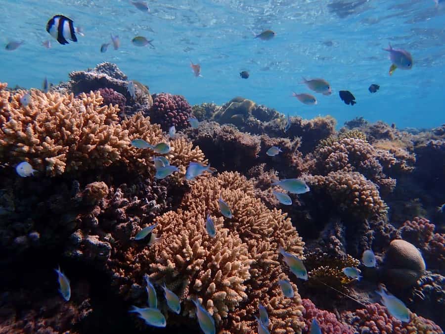 Hurghada: Yacht trip To Magawish island w Snorkeling & Lunch - Lunch before two hours at Magawish Island