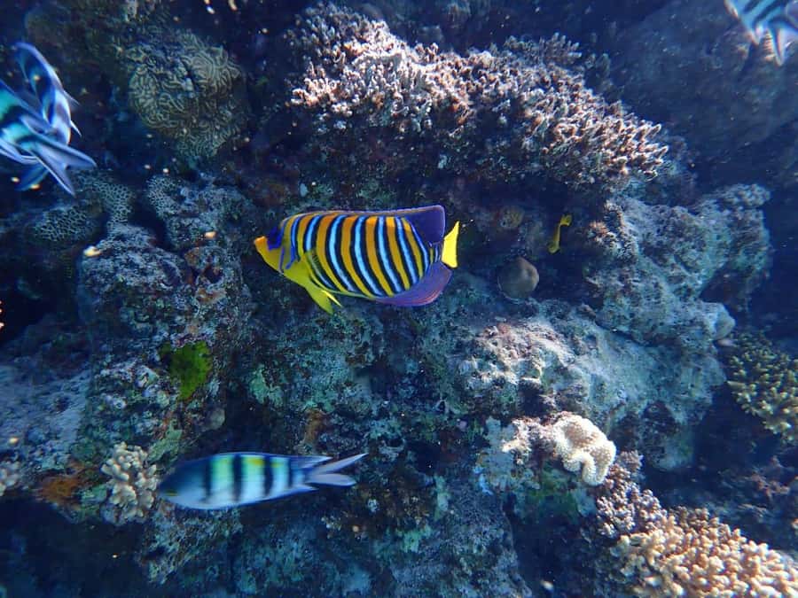 Hurghada: Yacht trip To Magawish island w Snorkeling & Lunch - Comfort, access, and the small practical details
