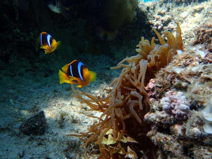 Hurghada: Yacht trip To Magawish island w Snorkeling & Lunch - Should you book the Magawish yacht trip?