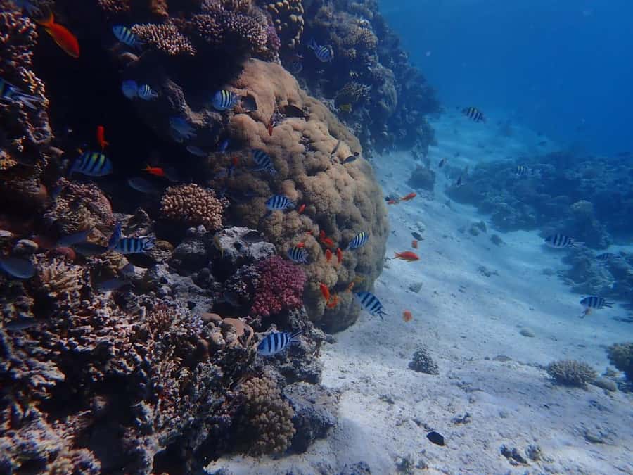 Hurghada: Yacht trip To Magawish island w Snorkeling & Lunch - Getting from your hotel to the harbor