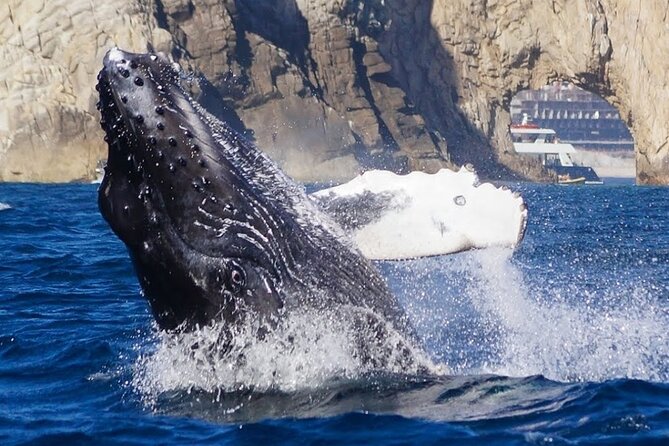 Los Cabos Private Yacht Whale Watching & Drinks - Up to 18 Guests - Snorkeling, swimming, and the water toys