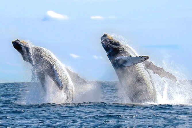 Los Cabos Private Yacht Whale Watching & Drinks - Up to 18 Guests - Drinks, food, and what is actually included