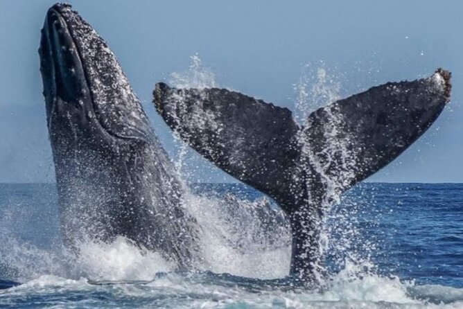 Los Cabos Private Yacht Whale Watching & Drinks - Up to 18 Guests - How the $899 price holds up