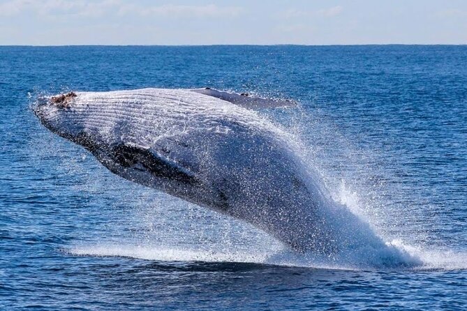 Los Cabos Private Yacht Whale Watching & Drinks - Up to 18 Guests - Who will enjoy this trip most