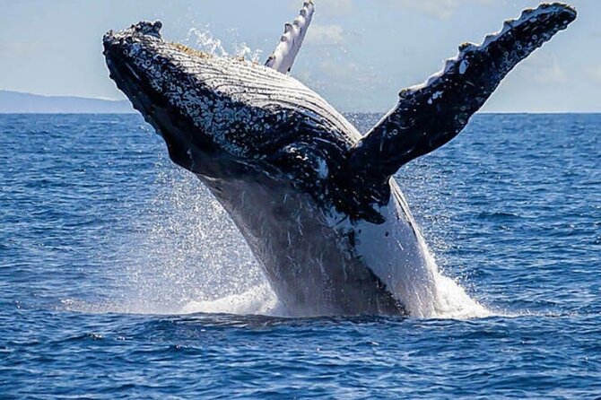 Los Cabos Private Yacht Whale Watching & Drinks - Up to 18 Guests - Leaving C Dock for the Arch