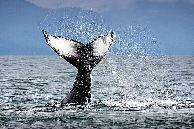 Los Cabos Whale Watching & Snorkel Adventure with Food & Drinks - Snorkeling and paddle boarding add welcome variety