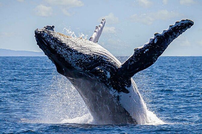 Los Cabos Whale Watching & Snorkel Adventure with Food & Drinks - Boat condition deserves a direct question