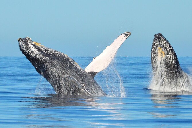 Los Cabos Whale Watching & Snorkel Adventure with Food & Drinks - Who will get the most from this three-hour trip