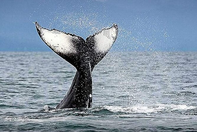 Los Cabos Whale Watching & Snorkel Adventure with Food & Drinks - Timing, meeting point, and cancellation details