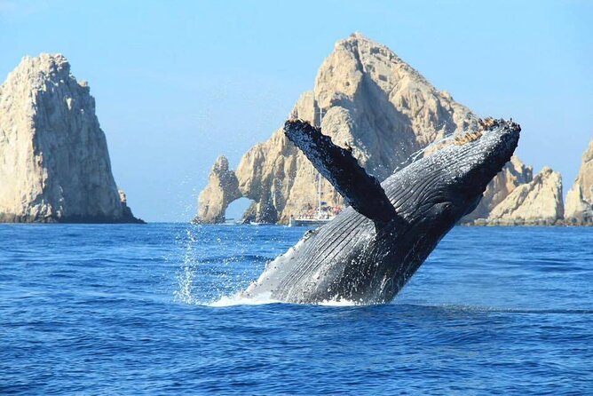 Los Cabos Whale Watching & Snorkel Adventure with Food & Drinks - Whale watching depends on nature, not the schedule