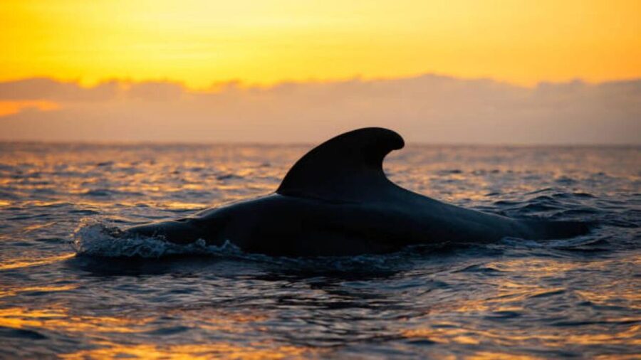 Los Cristianos: Eco Yacht Whale Watching Tour at Sunset - Key points to know before booking