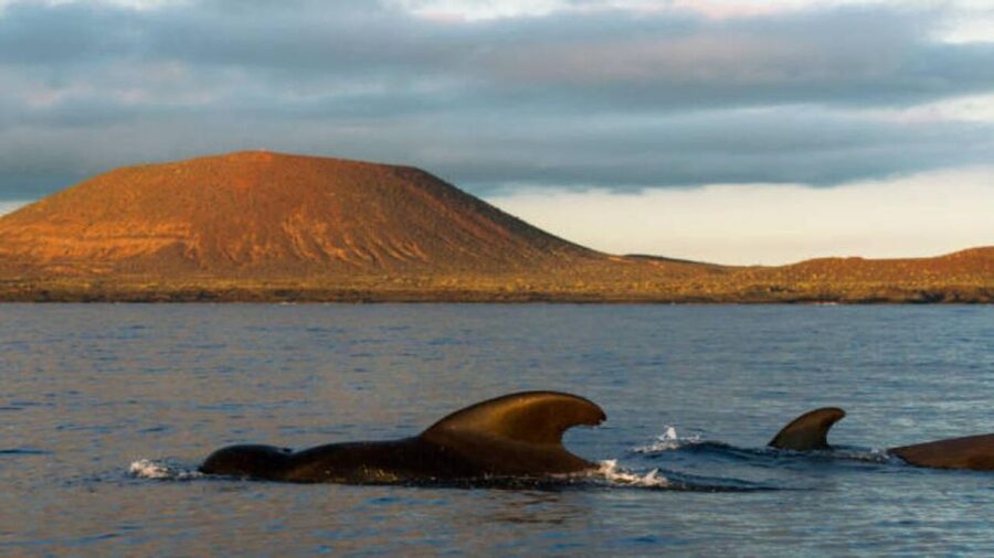 Los Cristianos: Eco Yacht Whale Watching Tour at Sunset - Setting out from Los Cristianos