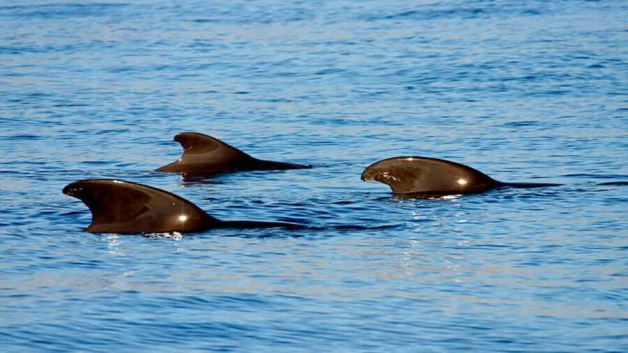 Los Cristianos: Eco Yacht Whale Watching Tour at Sunset - The possible swim stop