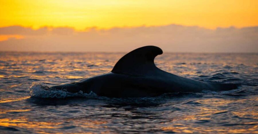Los Cristianos: Eco Yacht Whale Watching Tour at Sunset - Meeting Travelin Lady at Los Cristianos port