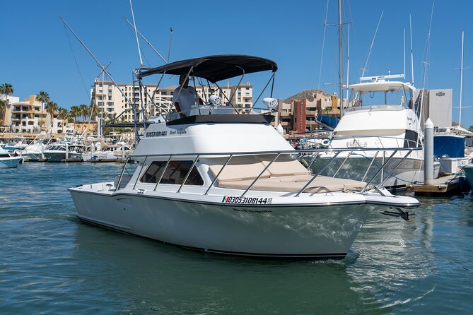 Luxury Private Yacht Charter in Cabo San Lucas Mexico - Meeting the sea lion colony