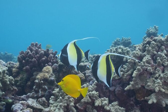 Maui: Molokini and Turtles Luxury Yacht Snorkel - Turtle Town and the calmer second snorkel