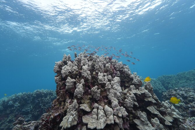 Maui: Molokini and Turtles Luxury Yacht Snorkel - Practical details that can shape your day