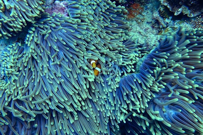 Miami: Snorkeling Adventure in Miami for Beginners Private Yacht - Miami Beach and North Miami Beach from the water
