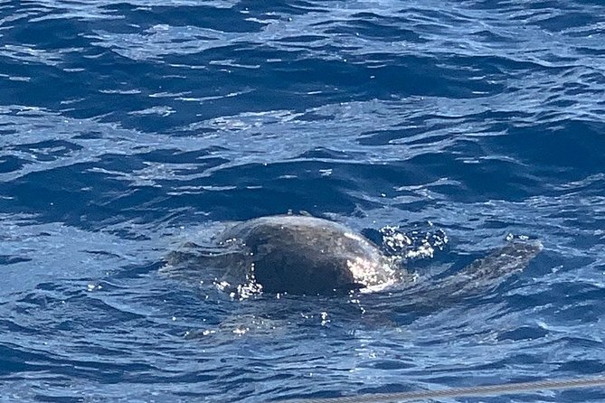 Oahu Small Group Snorkel Tour with Yacht Cruise - Who will enjoy this yacht cruise most?